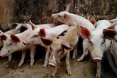 Λύθηκε ένα χρόνιο μυστήριο: Τι προκαλεί τη νέκρωση του αυτιού;